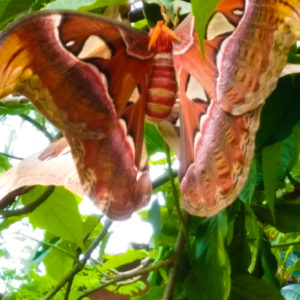 A picture of a big butterfly on a tree
